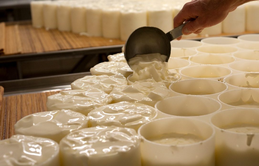 Présure et ferments lactiques : quels rôles dans la fabrication du fromage ?